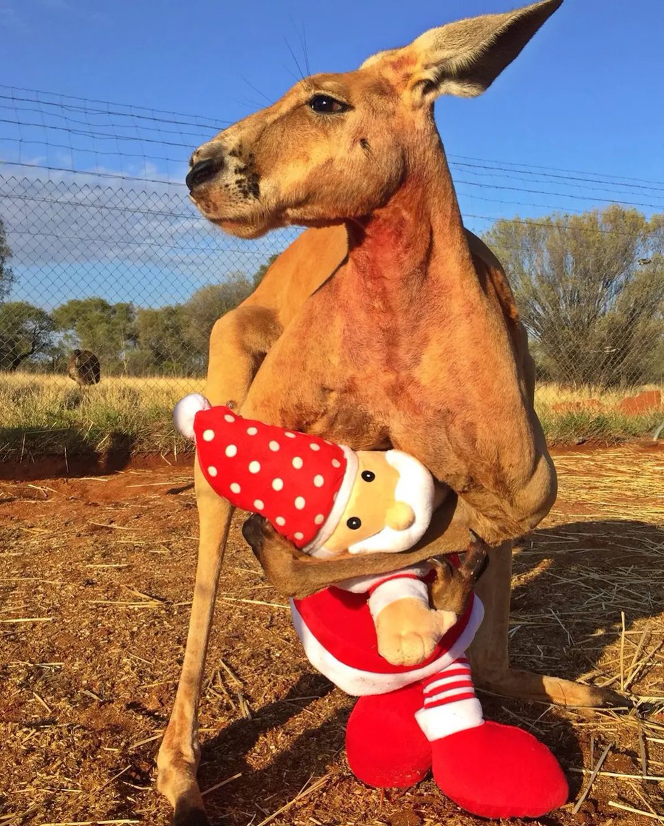 RogerCoinOnSol's tweet image. Happy Holidays!