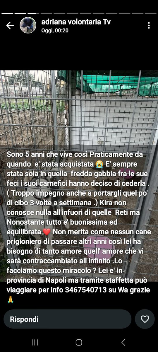 ANNI CHE VIVE COSÌ😡
ORA FINALMENTE LA DANNO VIA
SPERO CHE TROVI FAMIGLIA E NN
FINISCA IN UN'ALTRA GABBIA. 
RPRPRP X AIUTARE QUESTA DOLCE
CREATURA. GRAZIE 
INFO WHATSAPP 346 7540713
🌸🍀🌸🍀🌸🍀🌸🍀💔💔💔🐞