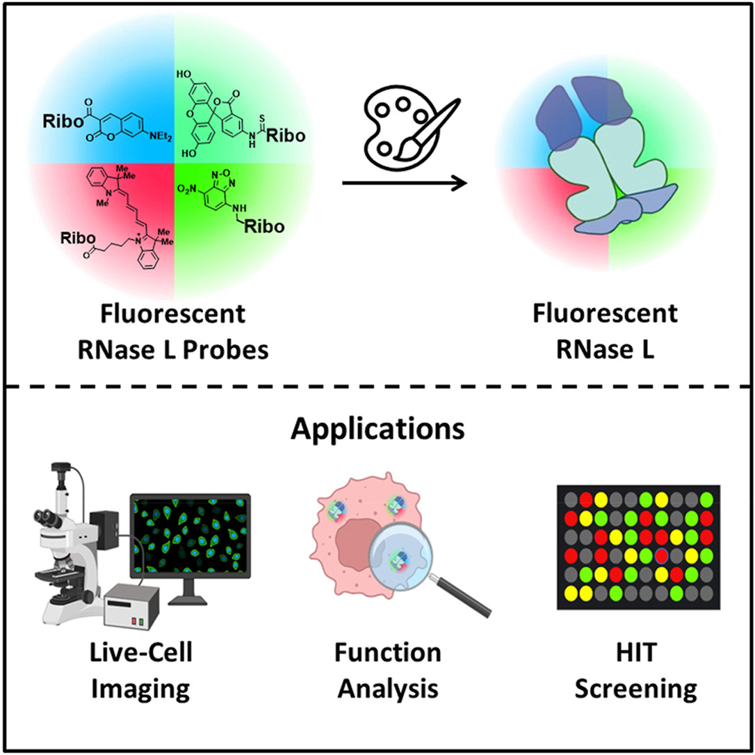 Excited to share our latest publication in Heliyon! We developed fluorescent probes using RIBOTAC tech to visualize RNase L activity in living cells—paving the way for novel recruiters &amp; deeper insights into RNase L behavior. Congrats to Elias on his work! sciencedirect.com/science/articl…