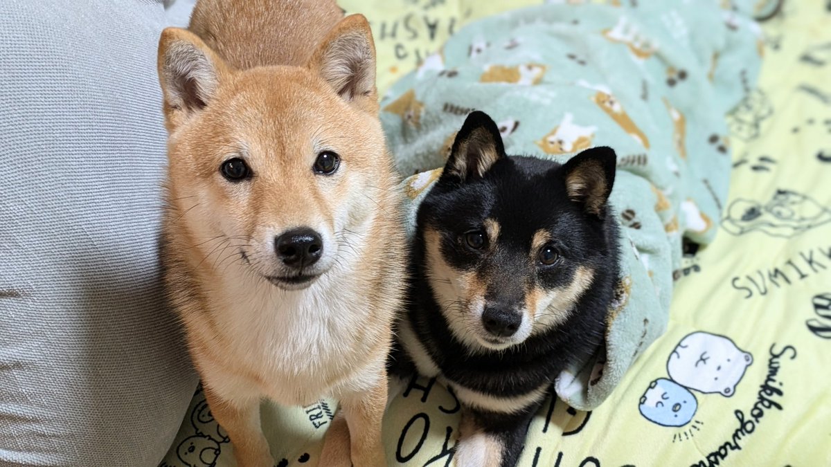 人間がね。チキン食べてるから気になるの🍗 #柴犬のいる暮らし   #それください