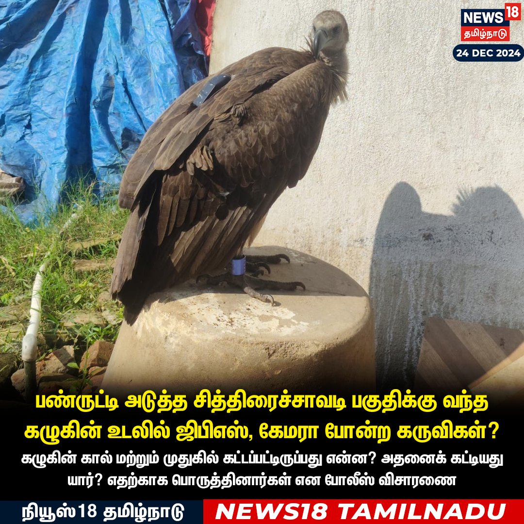 News18TamilNadu's tweet photo. #JUSTIN
பண்ருட்டி அடுத்த சித்திரைச்சாவடி பகுதிக்கு வந்த கழுகின் உடலில் ஜிபிஎஸ், கேமரா போன்ற கருவிகள்?
#Panrutti #GPScamera #eagle #News18Tamilnadu | https://t.co/3v5L32pLWJ https://t.co/HuAXslG5Xv