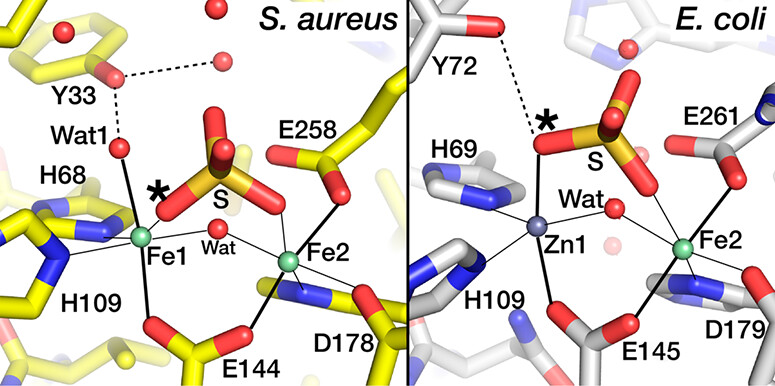 Biochemistry (@biochemistryacs) on Twitter photo Excision repair:
Kirillov et al report the 1.05 Å structure of S. aureus endonuclease IV, revealing Fe atoms instead of Zn & unexpected coordination details.
pubs.acs.org/doi/10.1021/ac…
#bioinorganic
<a href="/HebrewU/">Hebrew University</a> <a href="/DiamondLightSou/">Diamond Light Source</a> <a href="/UMich/">University of Michigan</a> <a href="/biocenter/">НЦБ</a> <a href="/UniofExeter/">University of Exeter</a> <a href="/Hujimed/">Faculty of Medicine - The Hebrew University</a> <a href="/ENUofficial/">L.N. Gumilyov Eurasian National University</a> Excision repair:
Kirillov et al report the 1.05 Å structure of S. aureus endonuclease IV, revealing Fe atoms instead of Zn & unexpected coordination details.
pubs.acs.org/doi/10.1021/ac…
#bioinorganic
<a href="/HebrewU/">Hebrew University</a> <a href="/DiamondLightSou/">Diamond Light Source</a> <a href="/UMich/">University of Michigan</a> <a href="/biocenter/">НЦБ</a> <a href="/UniofExeter/">University of Exeter</a> <a href="/Hujimed/">Faculty of Medicine - The Hebrew University</a> <a href="/ENUofficial/">L.N. Gumilyov Eurasian National University</a>