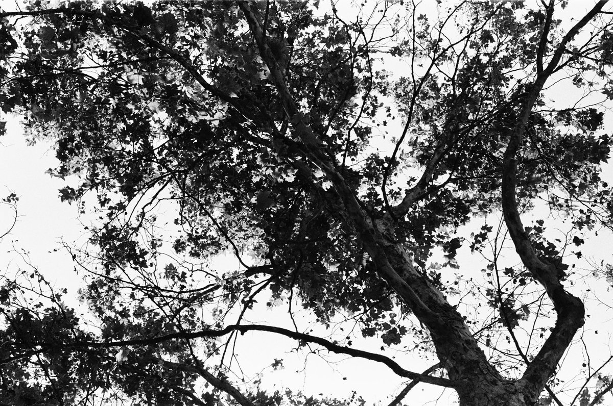 _______nyj's tweet image. Dos Inviernos (2022 / 2023)

#35mm #visualjournal