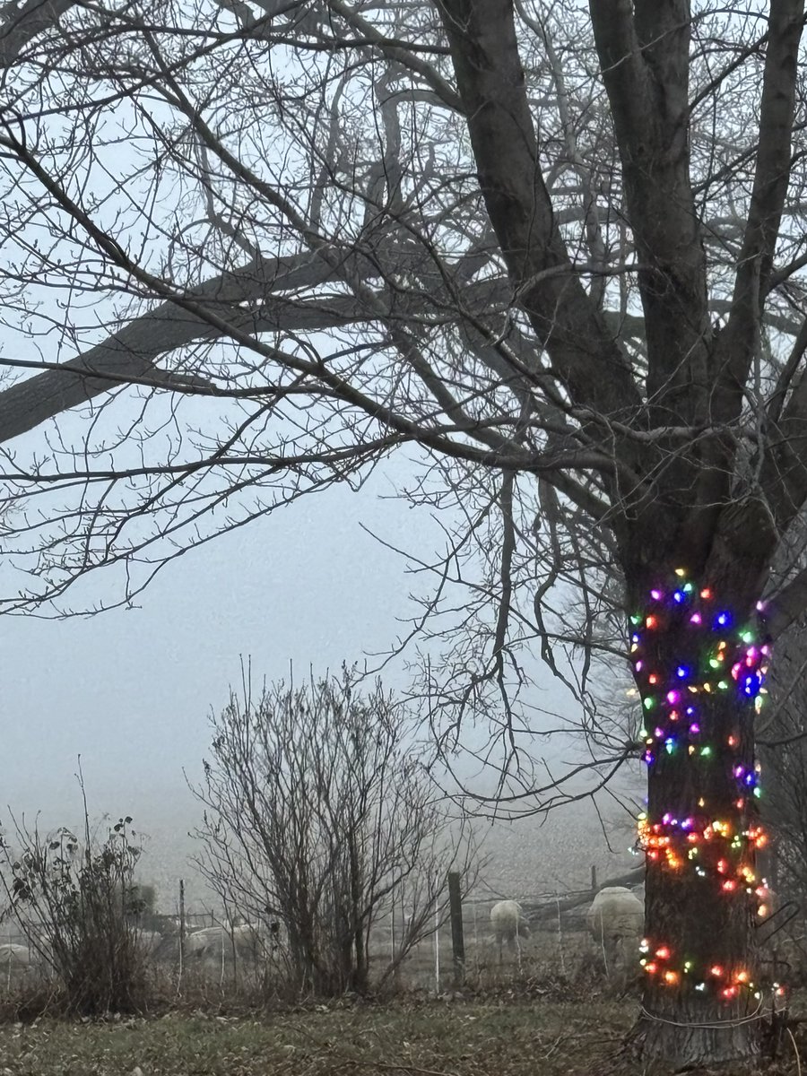 firefighter89's tweet photo. Foggy enough that even the Christmas lights are still on at 7:45 in the morning! @NWSOmaha @RustyLord #ButlerCountyNE https://t.co/8eGfqQjM4E