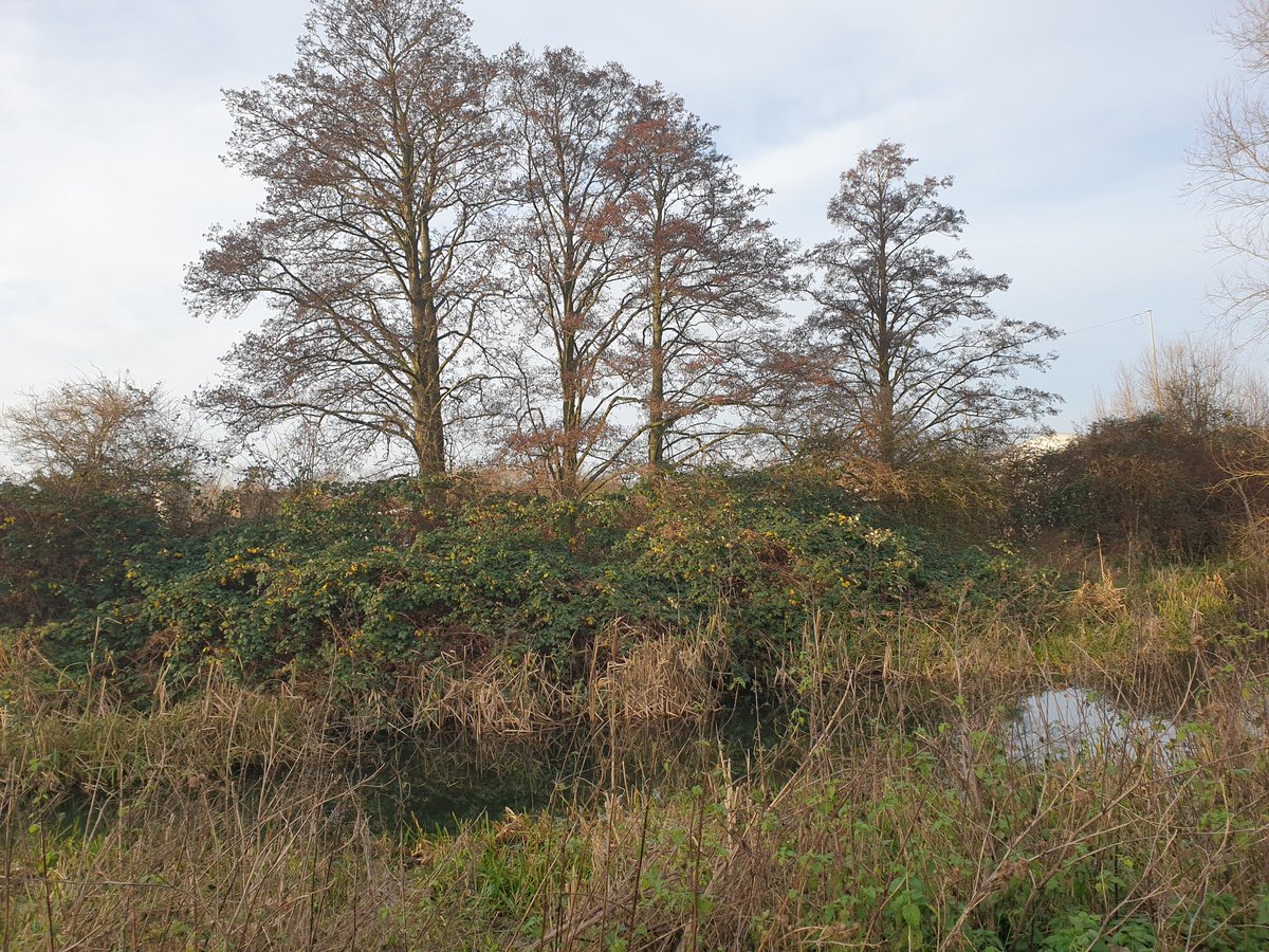 Merry Xmas from sunny New Hythe. 

Yellow Warbler constantly on show in these Alders.