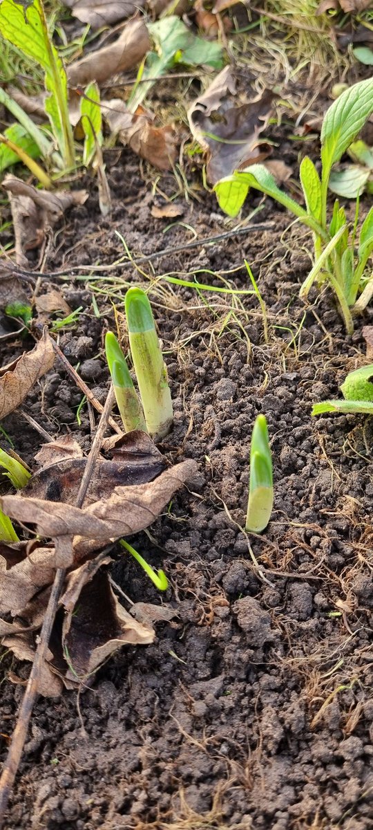 ChrisyWrightnes's tweet photo. Daffodils in December. Bonkers! https://t.co/7585vS6kix