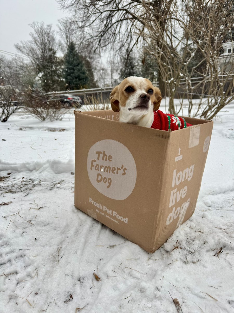 CabRossi's tweet photo. Oscar got his Christmas wish! Snowfall and @thefarmersdog 🎁 🐶⭐️🎄❄️ #dogsoftwitter @dog_rates https://t.co/dsanmYWiQi