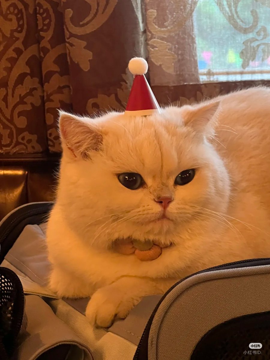nocontextscats's tweet photo. 🎅 https://t.co/CigLbgIe8N