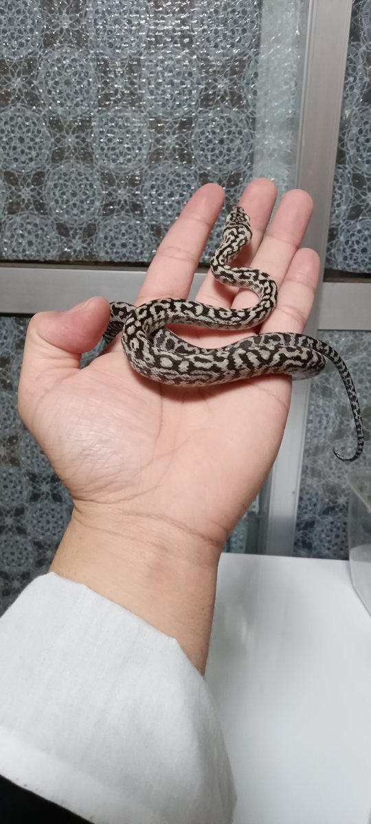 martial_snake's tweet photo. ESＰさんからお迎えさせて頂いたアザンゼブラ。ゲリラセールで一目惚れして無理言って取り置きしてもらった子。
ここまでで後悔のない衝動買いはなったわ🐍

  #カーペットパイソン　#morelia  #アザン　#アザンゼブラ https://t.co/Jqx0DRJoel