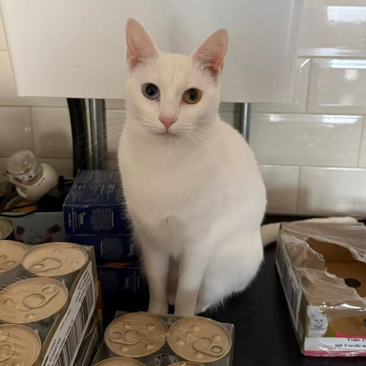 *Gedeeld Bericht* #Help #Vermist

Poes Buffy is op 20 november op vage wijze spoorloos vanaf balkon verdwenen #Amsterdam Osdorp #PieterCalandlaan
- Twee verschillende kleuren ogen - Blauw en goudbruin
- Spierwitte vacht. Vanwege haar afkomst heeft ze een kortere vacht dan