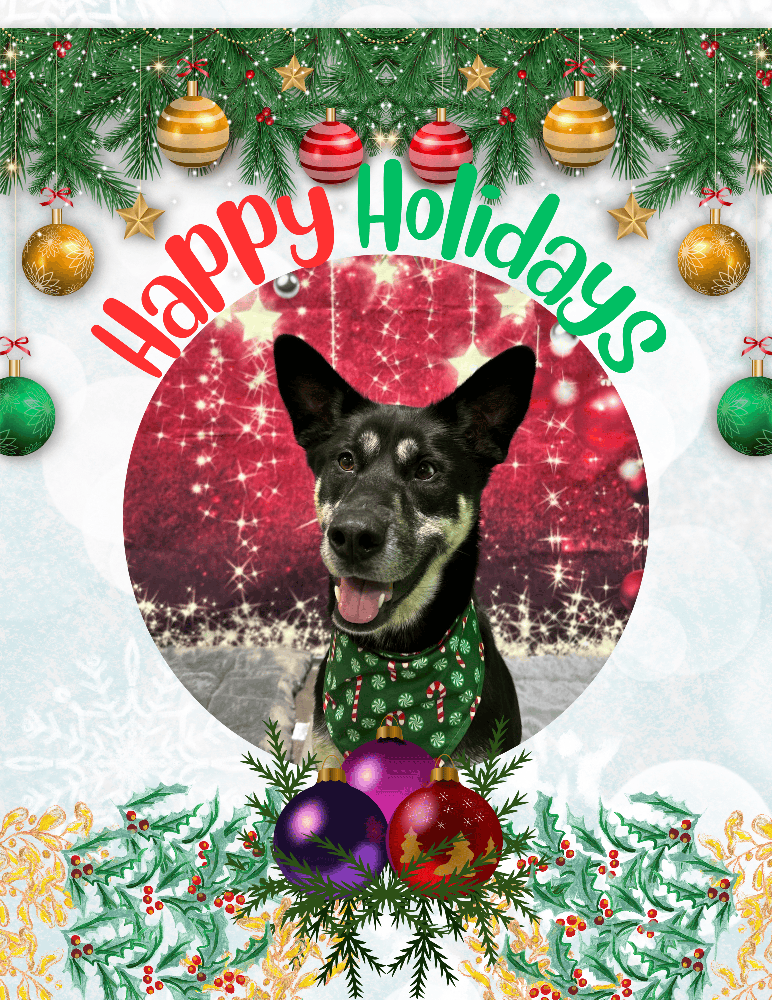MsMoore50's tweet photo. Happy Holidays 😊 https://t.co/PCVGC5y9If