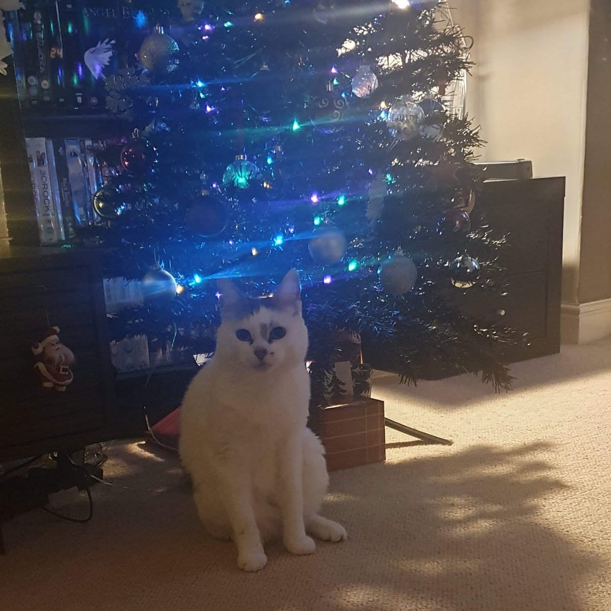 Laura (@laura_libs) on Twitter photo For everyone moving away from X, I'm prettyunamused on Insta and Bluesky. Join me for cats. For everyone moving away from X, I'm prettyunamused on Insta and Bluesky. Join me for cats.