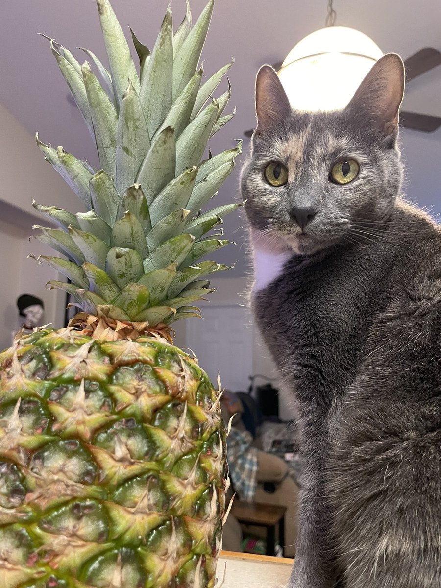 Electronitect's tweet image. Kiyo loves her pineapple