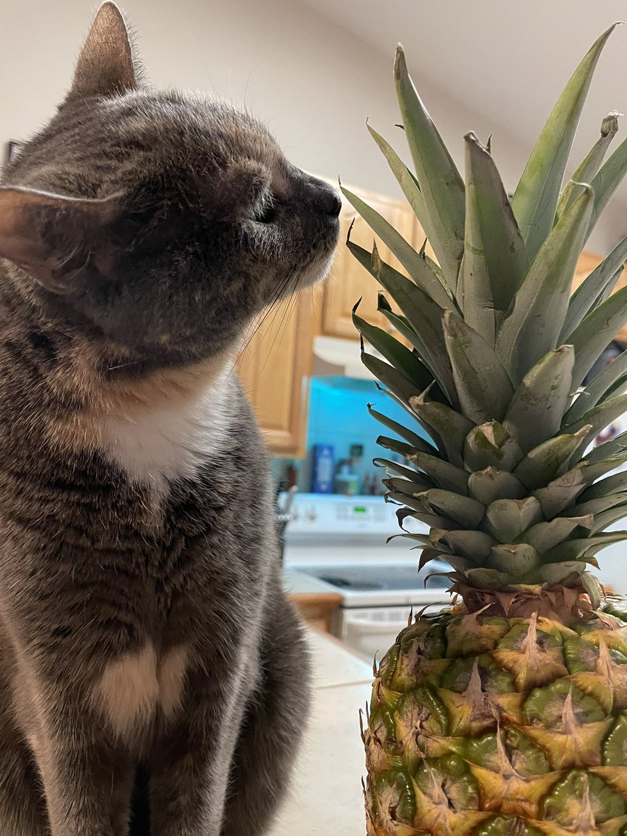 Electronitect's tweet image. Kiyo loves her pineapple