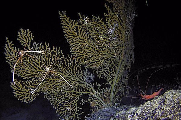 Do you know the @FAOFish database for Vulnerable Marine Ecosystems?

Developed with deep-sea #fisheries RFBs in #ABNJ, it compiles management measures to conserve these vital ecosystems while supporting sustainable fishing practices.

Check it out now 👉 buff.ly/3BvWz00