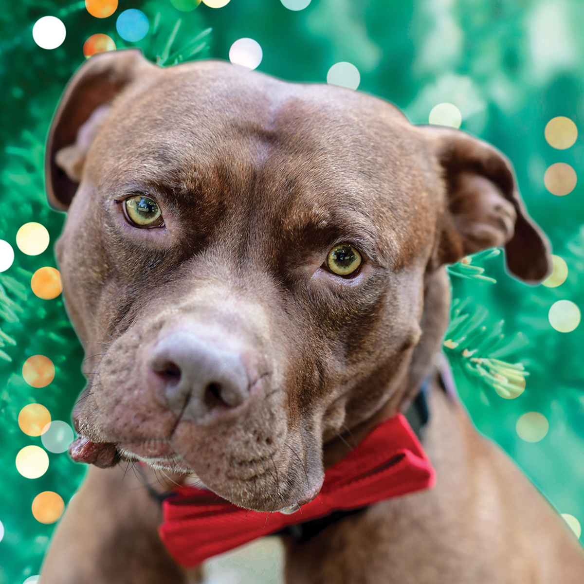 bhcagroup's tweet photo. Wishing you all the Peace, Hope, Wonder, and Joy that the Holiday Season can bring, and we wish you and yours a Happy, Healthy, and Prosperous 2025. Cheers from your friends at BEST Human Capital &amp; Advisory Group and our “Chief Steakholder” Tyson. https://t.co/Rusj3wkTdo