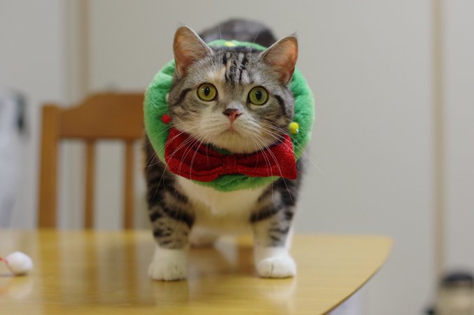 なんとかしてねこにコスプレをしてほしかったのだがイヤすぎてへっぴりごし…すまんねこ 