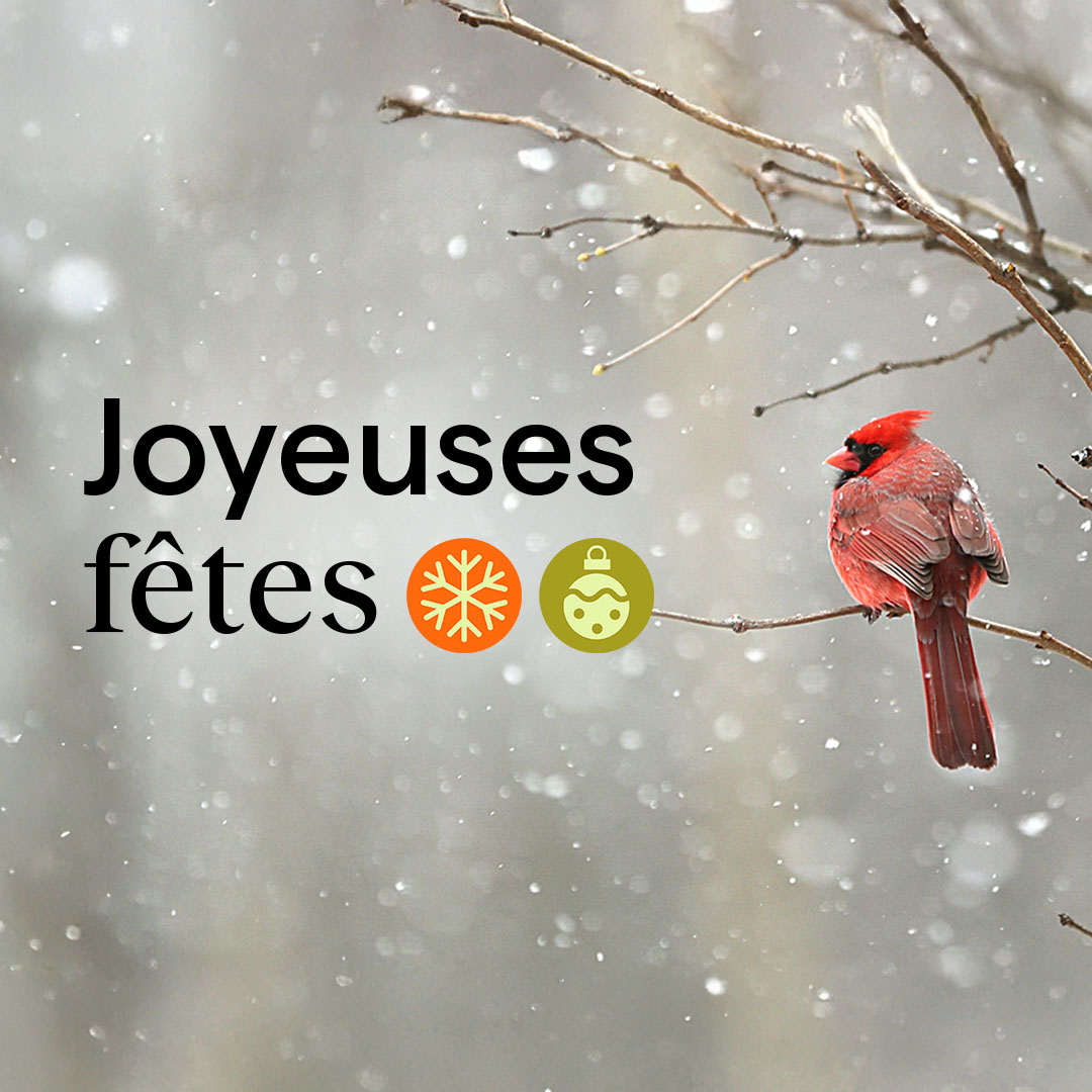 🎄✨❄️ De la part de toute l'équipe d'Équiterre, Joyeuses fêtes!!! 🎄✨❄️