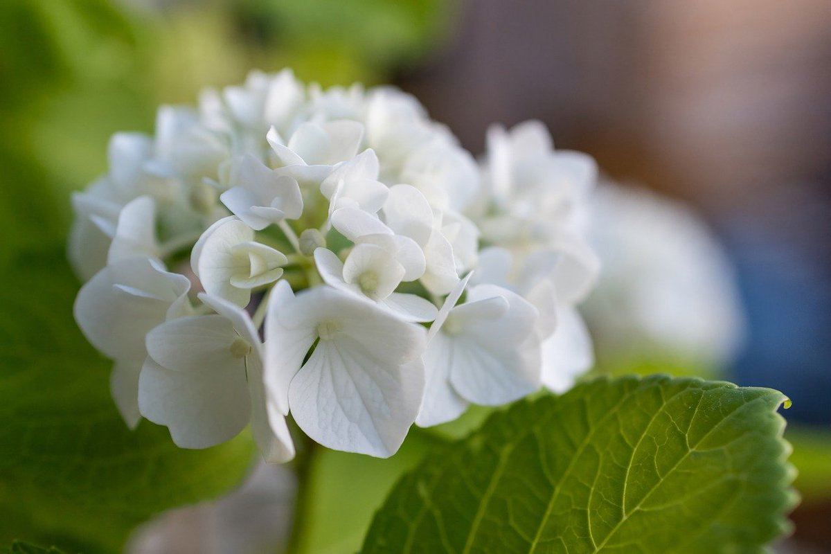 Untamedpath's tweet photo. "Simplicity at its finest: White hydrangea." #whitehydrangea #flowerlove #naturephotography https://t.co/HIpxm5kaHI