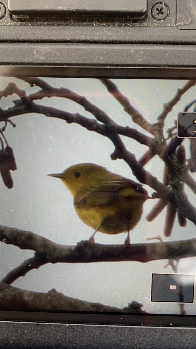 Wasn’t expecting a Christmas present today 😂 Merry Christmas everyone! 🎄🎉 #birds #birding #birdseenin2024