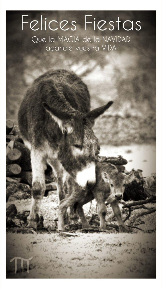 Ganadería EL PILAR (@toros_elpilar) on Twitter photo 