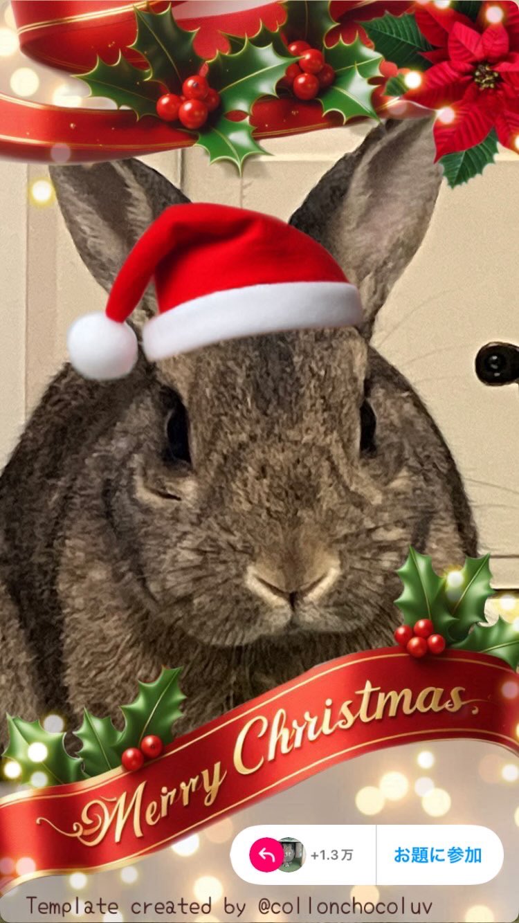 うさぎページ　merry Christmasサンタ猫さん うさぎページ merry Christmasサンタ猫さん うさぎ様専用ページ