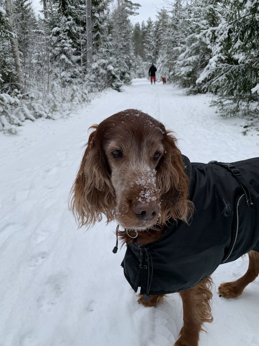 Hyvää joulua kaikille 🌟 Viime joulu oli viimeinen joulu yhdessä rakkaan Sissin kanssa ❤️ Kova ikävä 💔 Joulu vielä herkistää kaipuuta 🥀