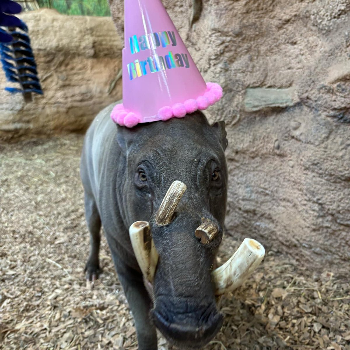 Happy 17th Birthday Bucky 🐽🎉

Did you know? Bucky is one of the oldest Sulawesi babirusas in North America. He celebrated Dec. 21 with snacks, popsicles, and lots of attention from Wildlife care, including a red clay bath and belly rubs.

Learn more ⬇️
bit.ly/4gS9IiD