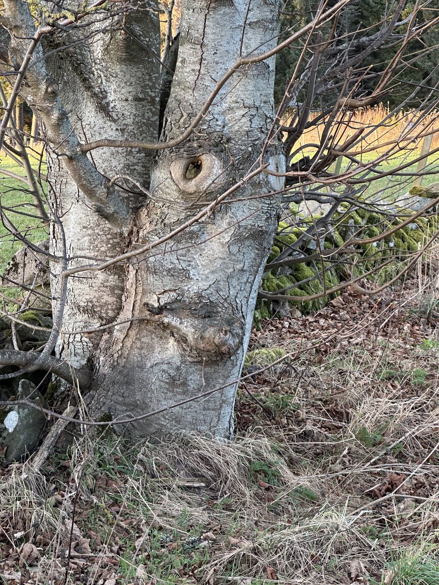 A tree with lip filler.