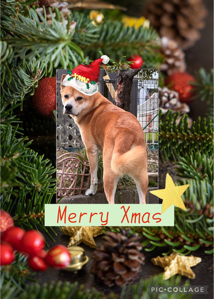 buruno525's tweet photo. 振り向きざまに…
“Merry Xmas“⭐️

#雑種犬
#8歳
#カメラ嫌い https://t.co/fldJwWDFNZ