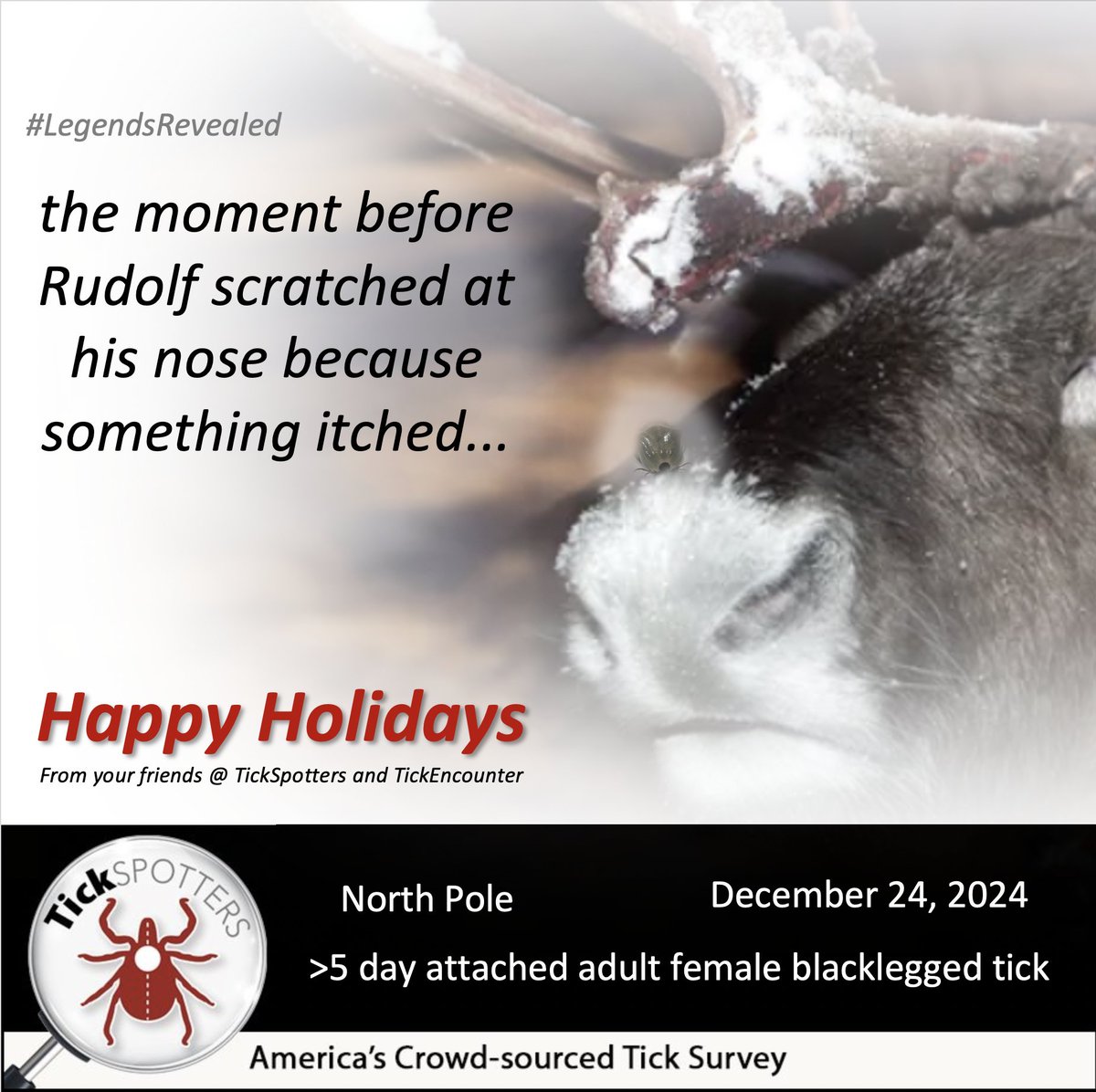 Reindeer have a dense network of blood vessels inside their noses. So, of course, it’s where ticks would be adapted to attach and feed. And, you can’t fault an animal scratching an itchy tick--then it ruptures and blood oozes, painting the nose red. Hey, it could happen!
