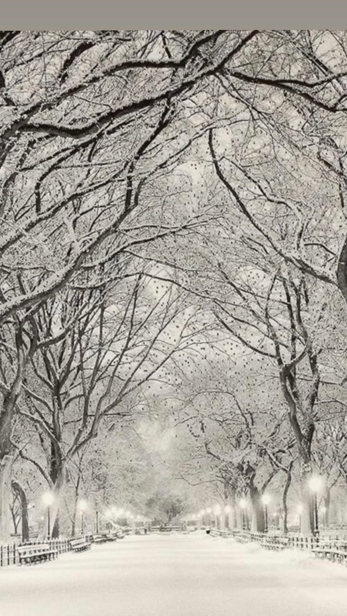 Central Park NYC-December 24 going to @LeBernardinNY ... White Christmas on  the way 🎄🎅🎉, image size:675x1200