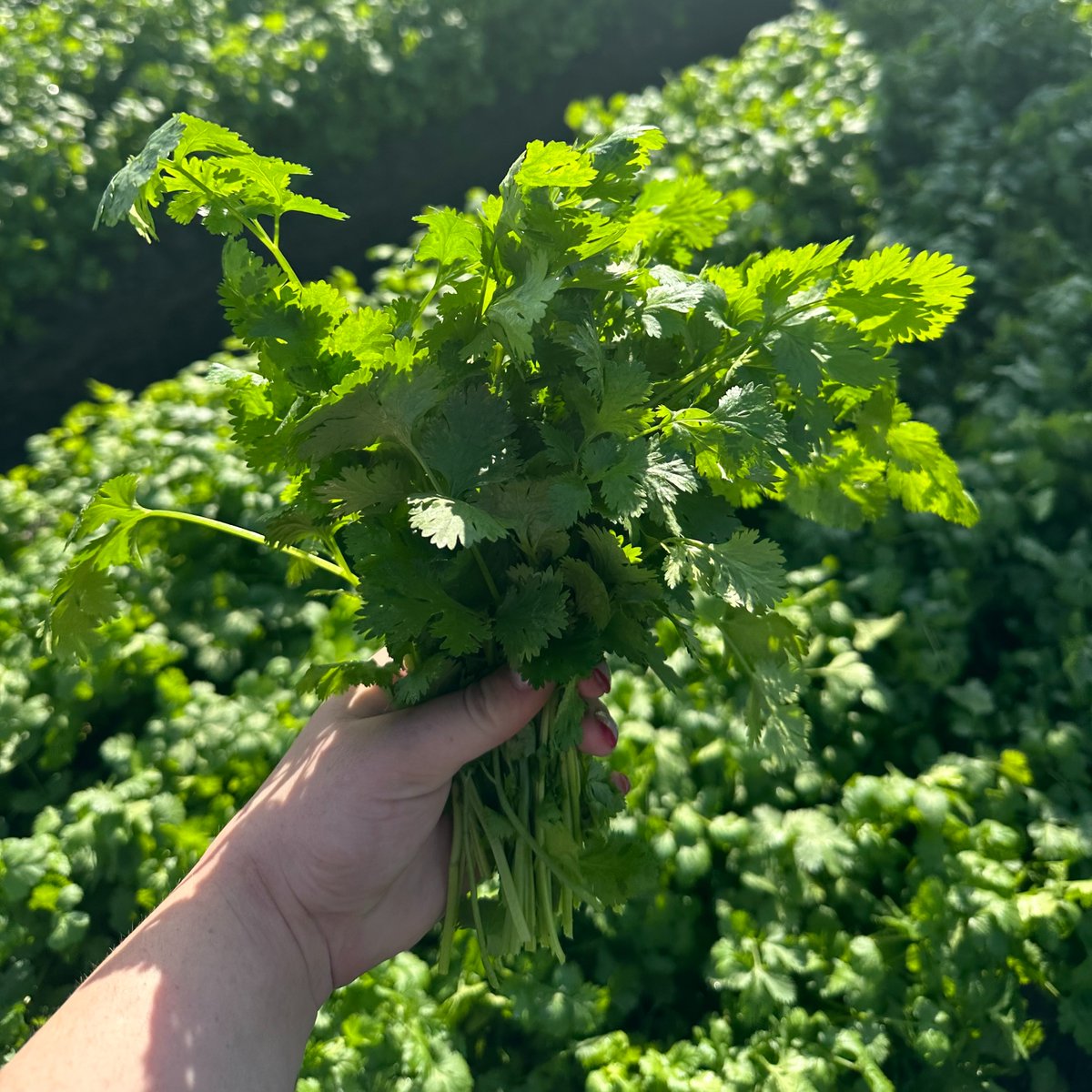 TimacAgroUSA's tweet photo. This grower noticed a clear difference in their cilantro: untreated plants were “up and down,” while DUO MAXX delivered bigger, more consistent bushes. That’s consistency you can count on!
#TIMACAGRO #DUOMAXX #Cilantro #FloridaGrown #FloridaFarmers #farming #agriculture https://t.co/nOxLP9QTWO