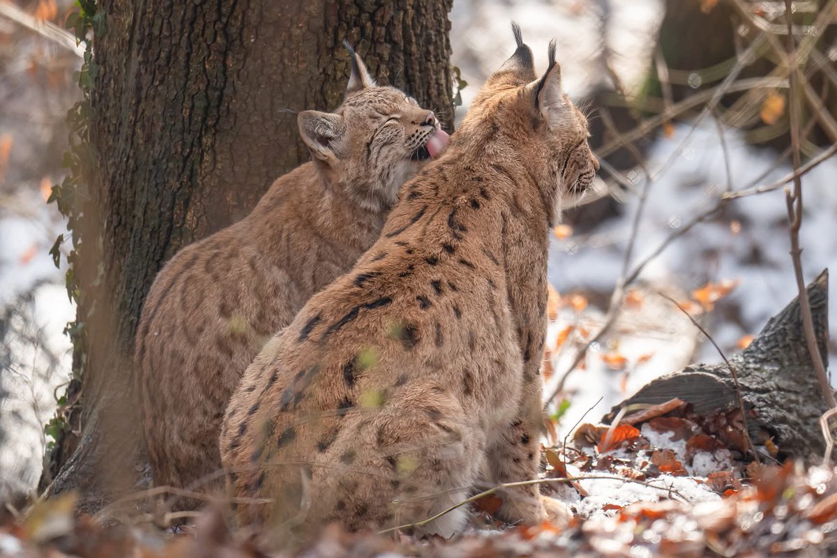 ..äs wär doch so eifach...

zäme rede... 🦩

...zäme si...🐺

...u zu enang luege...😻

...u nid nume am Heilige Abe... i däm sinn... schöni Festtage 🎄😻🌟

Merci Beatrice Sagara-Zurbrügg für die zauberhaften Worte und Fotos 🙏✨

#Festtage #Zusammenhalt