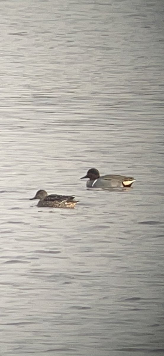 Jack (@jj08746342) on Twitter photo Green winged teal at Newport Pembrokeshire by the iron bridge, also water pipt, 15 Dunlin with 2 Ringed plover <a href="/PembsBirds/">Pembrokeshire Bird Group</a> Green winged teal at Newport Pembrokeshire by the iron bridge, also water pipt, 15 Dunlin with 2 Ringed plover <a href="/PembsBirds/">Pembrokeshire Bird Group</a>