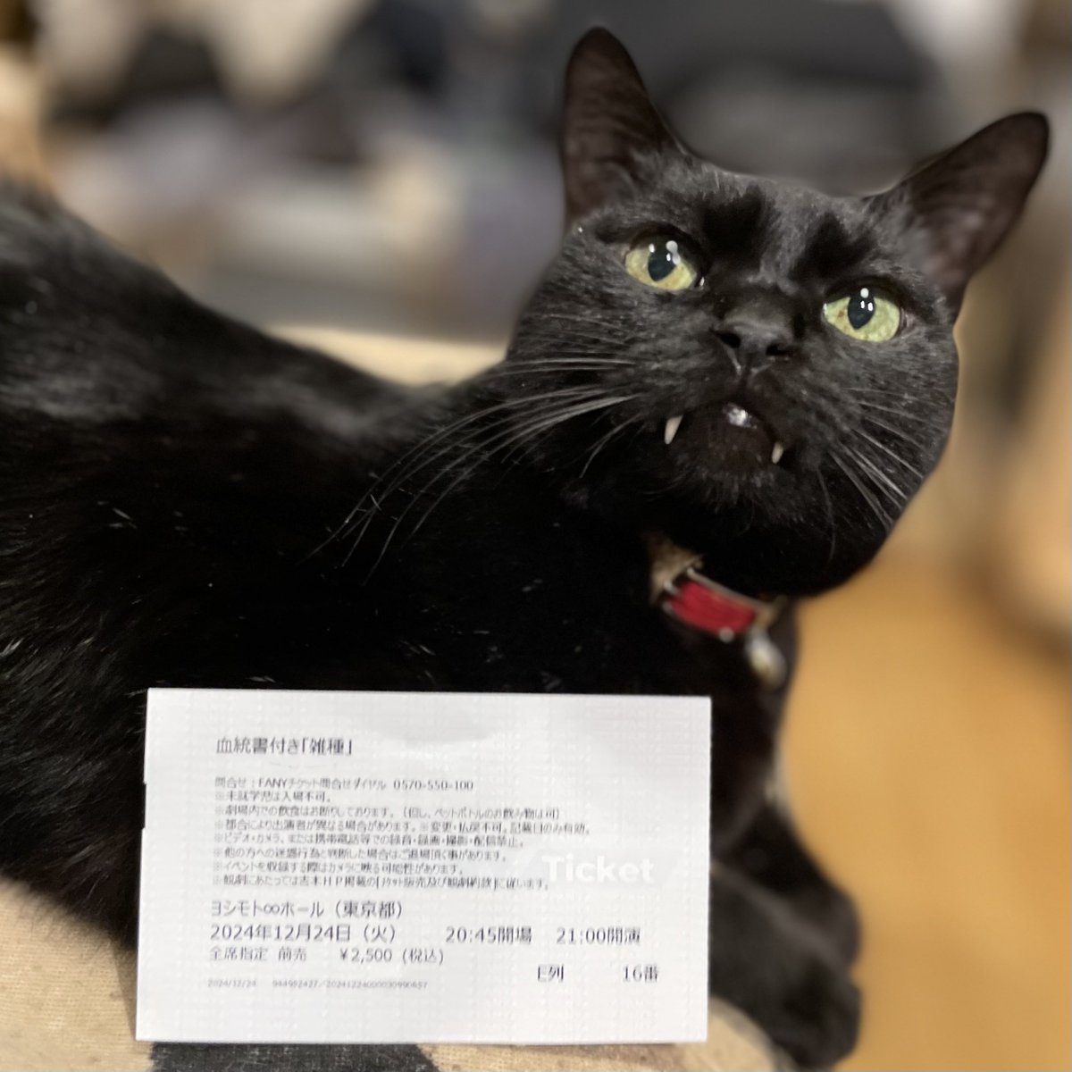 CatsMeowBooks's tweet image. アラ還夫婦は現地で最高齢だった気がしますが、クリスマスイヴにあのクレイジーな空間で一緒だった方々とは仲間意識しかありません。 #ZASH