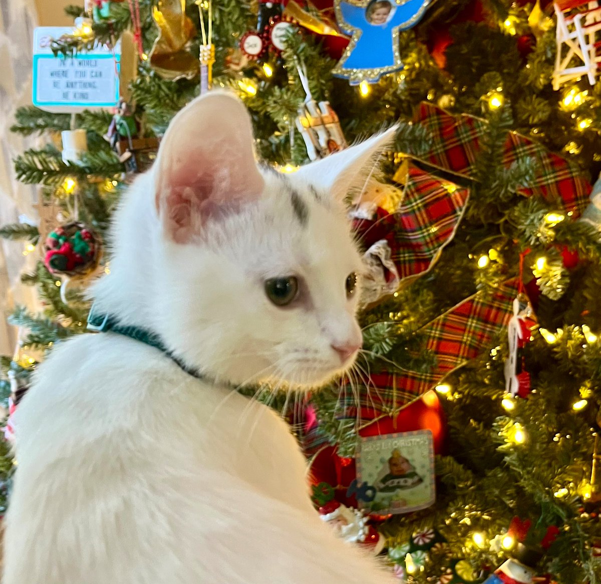 Foster_Fluff's tweet image. #Spud wishes you all a Merry Christmas 🎄and joyful ❄️holiday ❄️season. #FormerFoster #kittens #CatsOfTwitter #BabysittingSpud