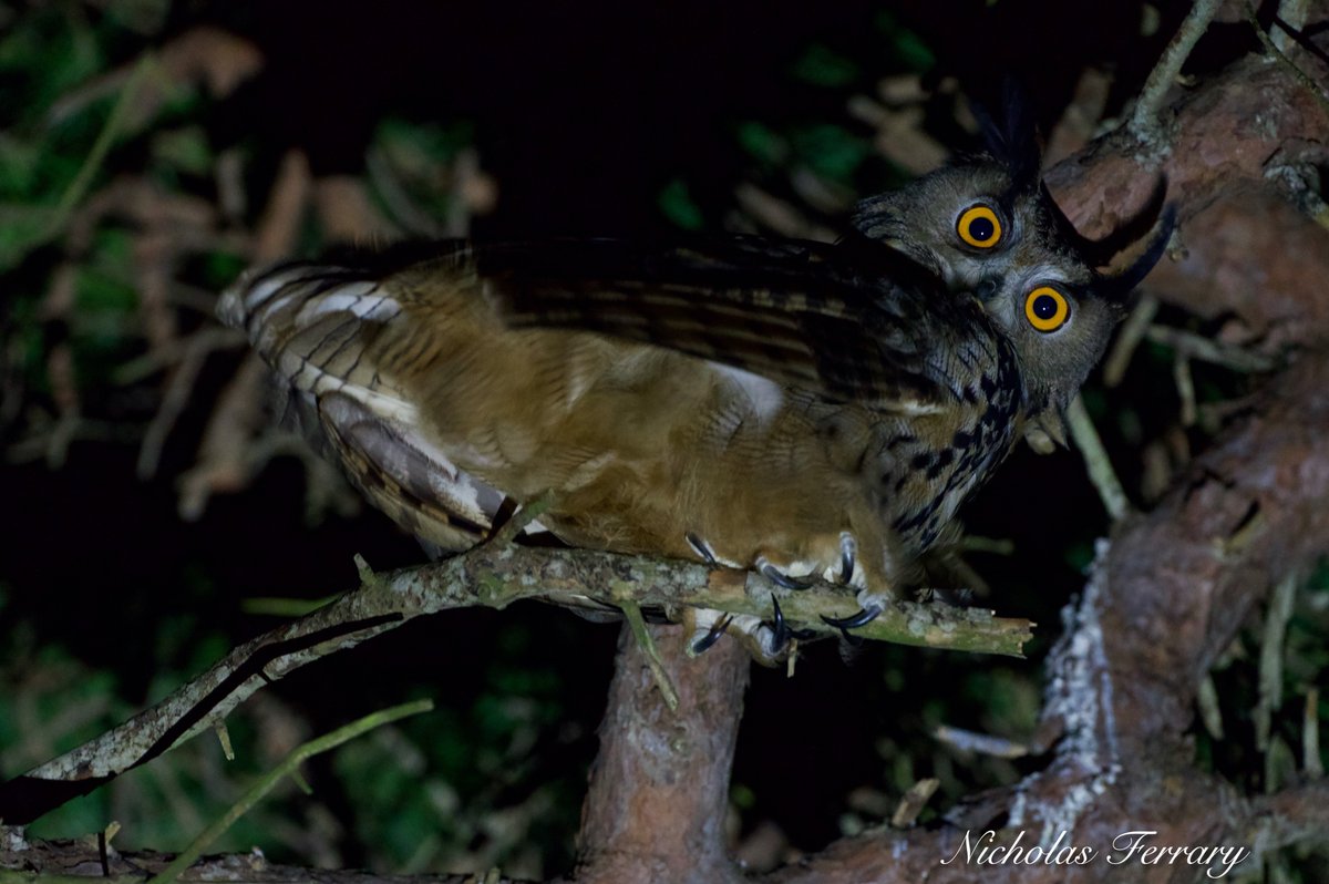 Nicholas Ferrary (@nicholas2046) on Twitter photo And so, it happened once again: this beauty has given me a truly memorable Christmas.
It was definitely not falling off that branch. <a href="/ThinkingGreenGI/">Thinking Green GI</a> <a href="/GibraltarNR/">Gibraltar Nature Rerseve</a> And so, it happened once again: this beauty has given me a truly memorable Christmas.
It was definitely not falling off that branch. <a href="/ThinkingGreenGI/">Thinking Green GI</a> <a href="/GibraltarNR/">Gibraltar Nature Rerseve</a>