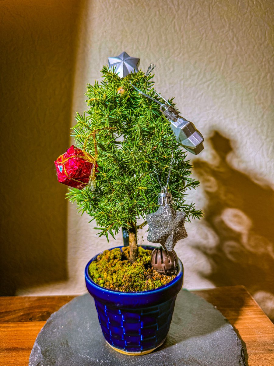 koni_bon's tweet photo. クリスマスツリーby 杜松さん。
メリークリスマス!
Christmas tree by Tosho pine bonsai
Merry Christmas!!
#盆栽 #盆栽好きと繋がりたい #盆栽のある暮らし #盆栽初心者 #杜松 #bonsai #minibonsai #bonsailife #japan #tosho https://t.co/ePYsBMrEl2