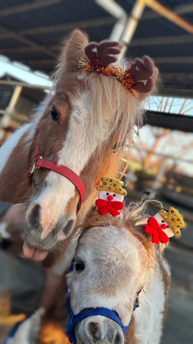 ISSASTABLE1's tweet photo. 🎄Merry Christmas ⭐️

#ポニー　#ポニー親子 https://t.co/LPAryuhr3t