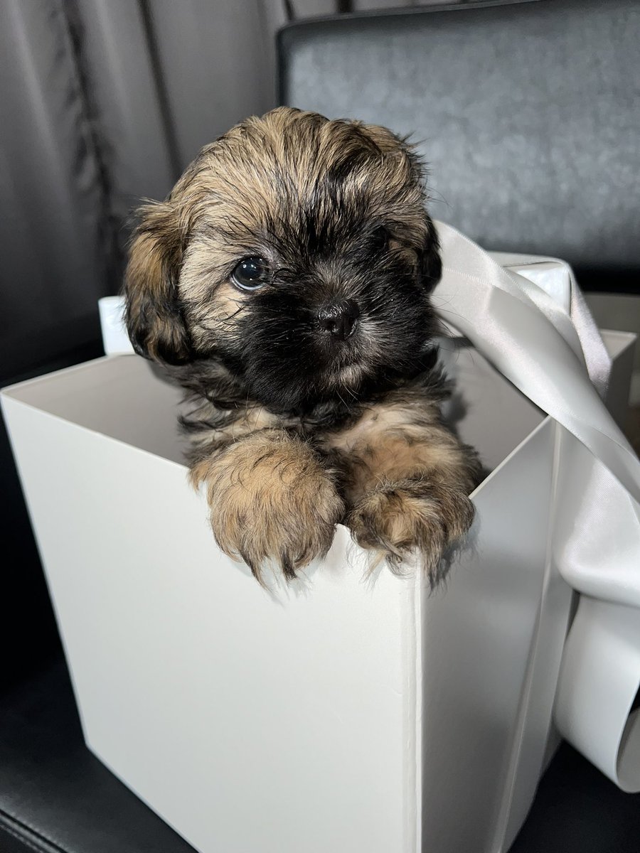 nyalanae's tweet image. Dog Mom 🩷
#Milly