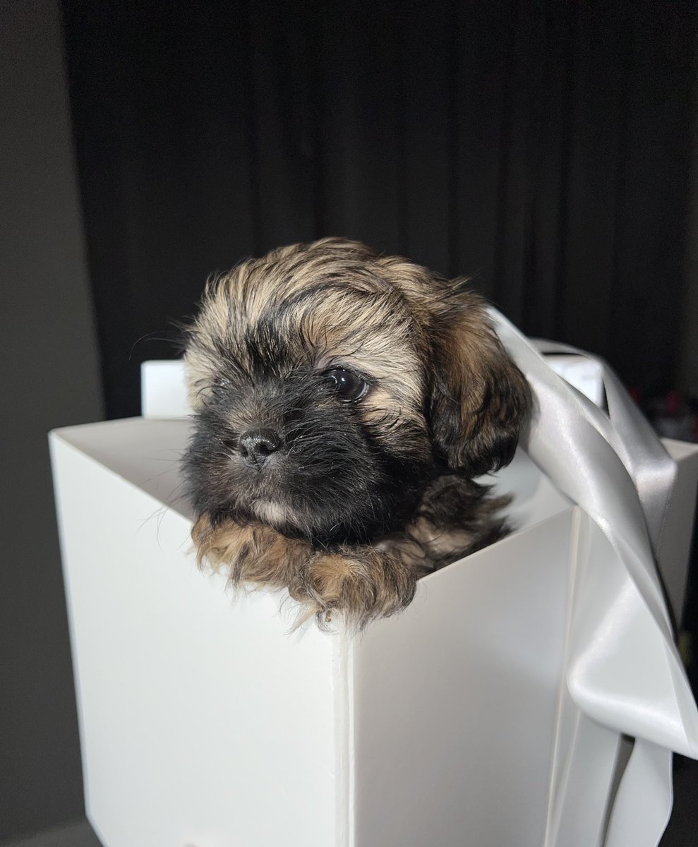 nyalanae's tweet image. Dog Mom 🩷
#Milly