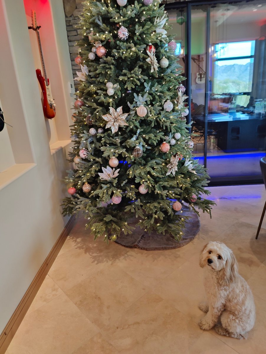 If anyone needs help wrapping last-minute gifts, our Chief Chewing Officer Foxy is ready to help! 🎁 🐶