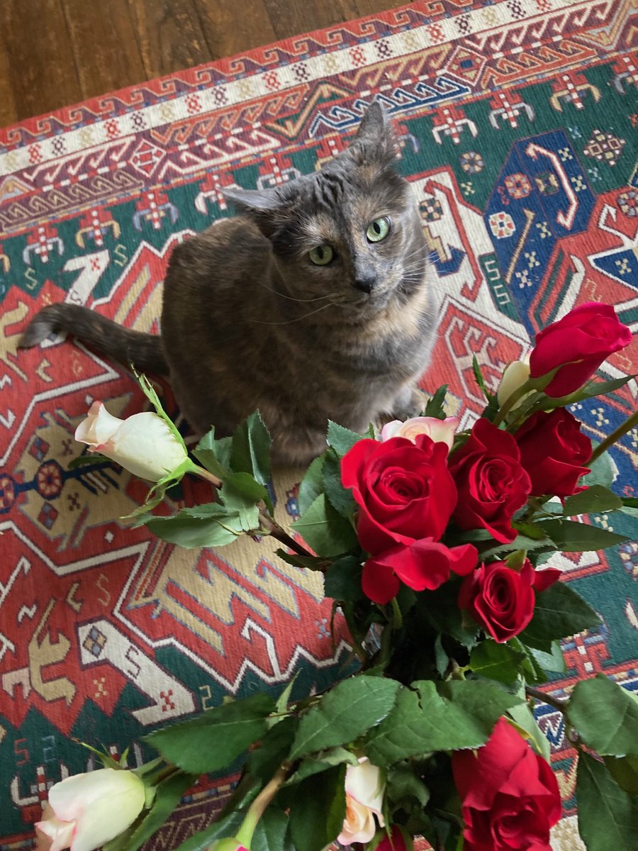 Lilith supports striking Starbucks workers! 
whether you are a rescue animal, a therapy animal, or just a sweet animal-animal, nothing happens unless you ORGANIZE!