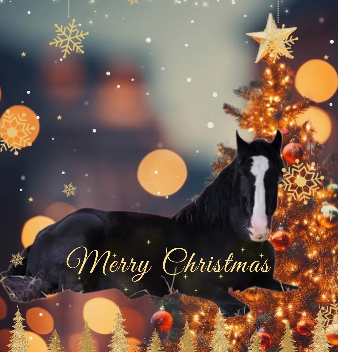 Wir wünschen Euch besinnliche und erholsame Feiertage und danken Euch sooooo vielmals für Eure Hilfe und Unterstützung, ohne die es nicht möglich wäre, so viele Fellkinder zu retten und versorgen zu können🎄🐾🙏💜