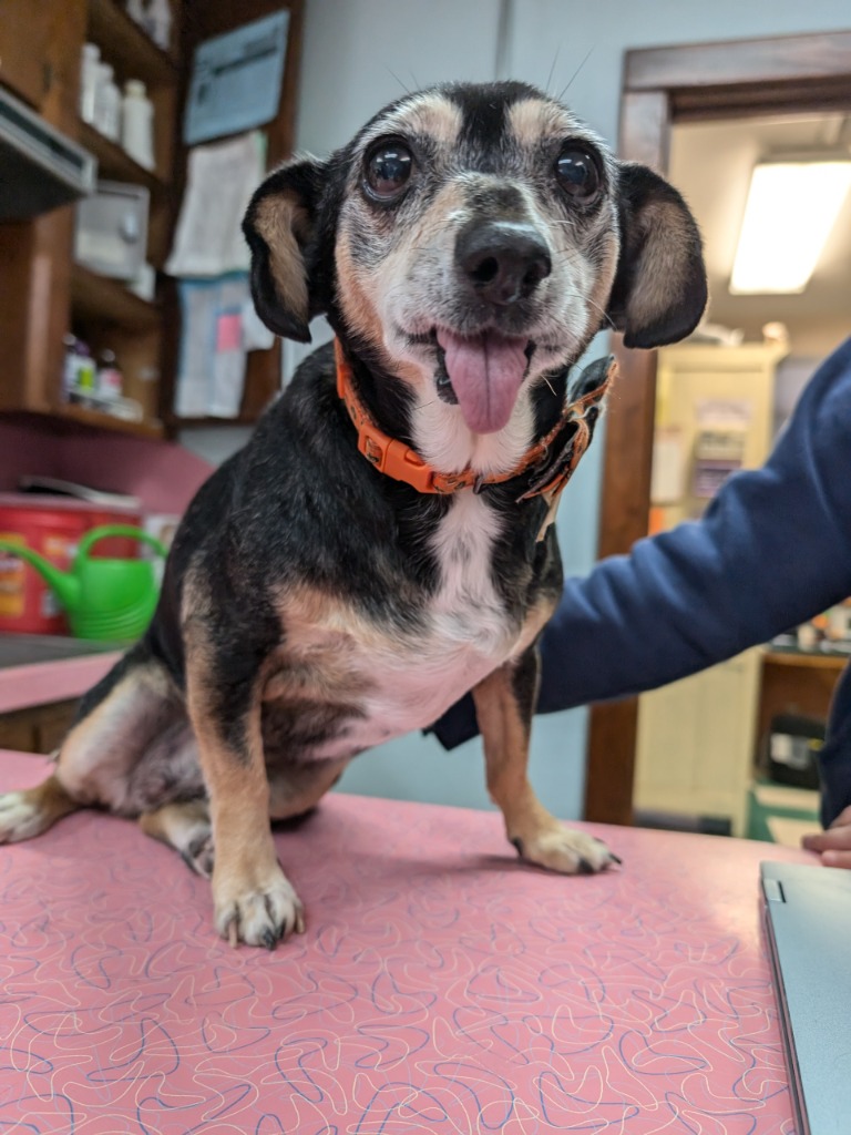 Long Way Home Adoptables tweet media