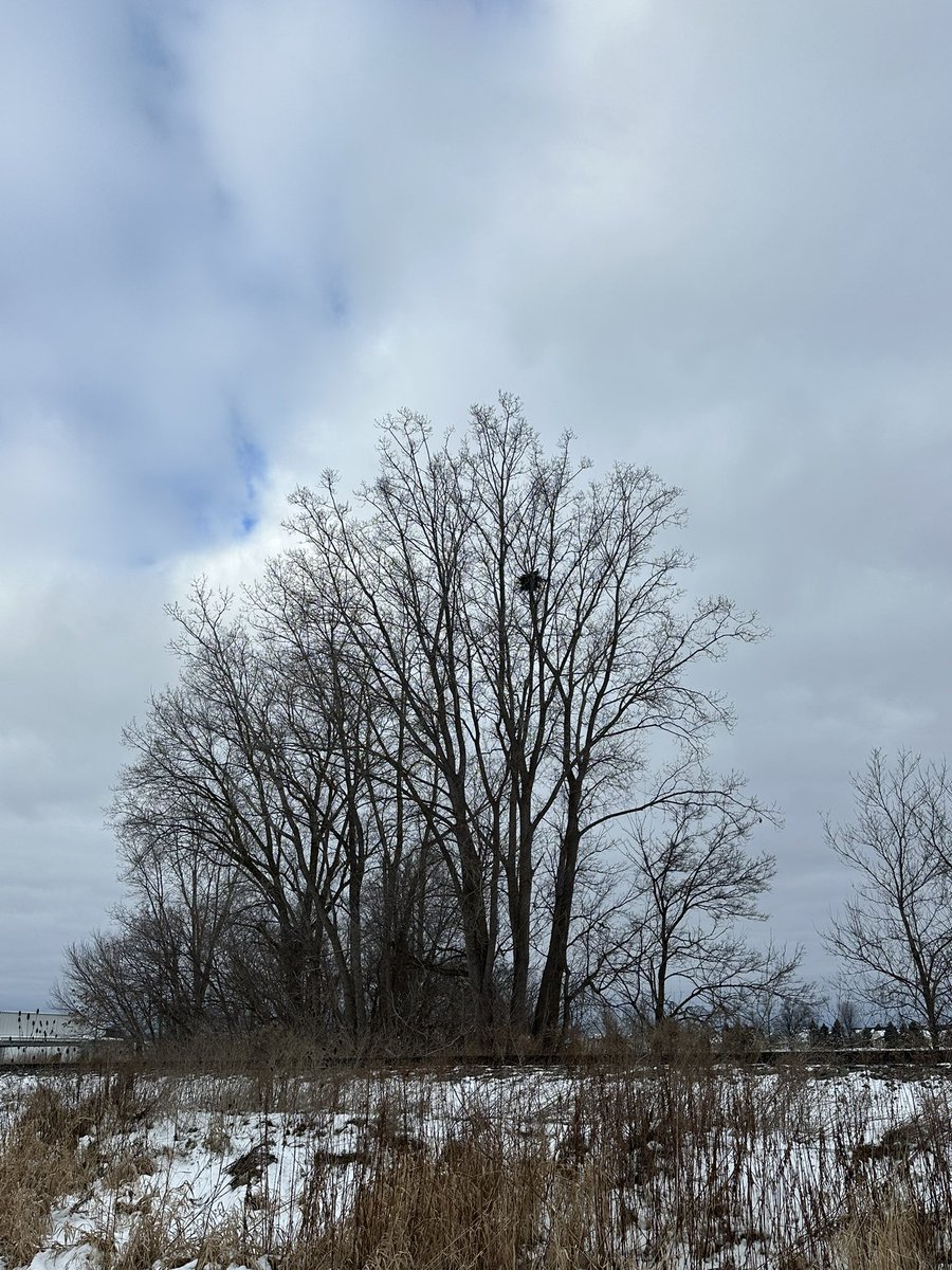 Spotted a bald eagle 🦅 and nest while taking a Christmas Eve coffee cruise. How cool to think we share the same living quarters!