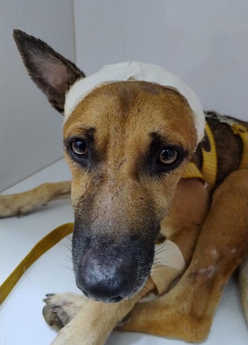 tios, estou com vergonha de pedir mas será que vocês podem doar 1 REAL na minha caixinha de natal para ajudar no meu tratamento, por favor? 

Brigada por se importarem comigo, vocês me deram uma segunda chance. 

p🔑x: projetojpp@gmail.com