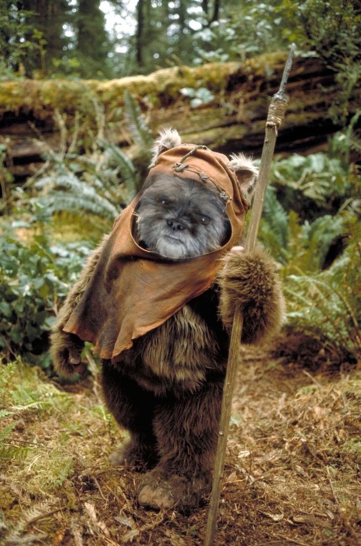 myhellblack's tweet image. я конечно повторяюсь, но я бы посмотрел на вас, если бы ваша собака была одним из эвоков. 
#StarWars #ewoks