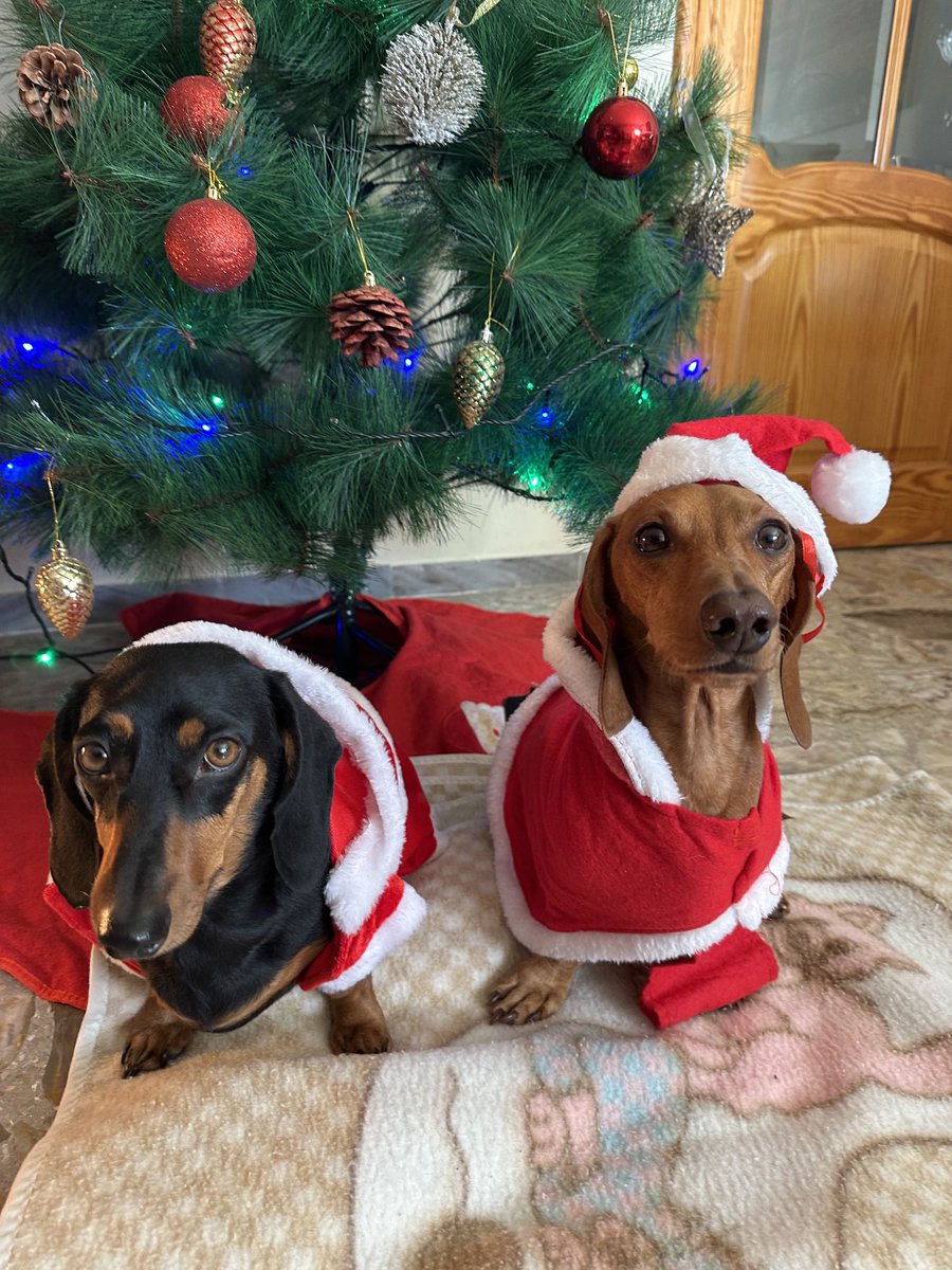 TonoSVJ's tweet photo. Lucas y Olivia os desean Feliz Nochebuena y Feliz Navidad🎄 🎁 
Disfrutad! 😎 https://t.co/adNYALyZlT